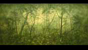 113 Tropical Forest thumb
